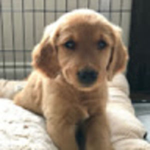 Meet your Posher, Ling